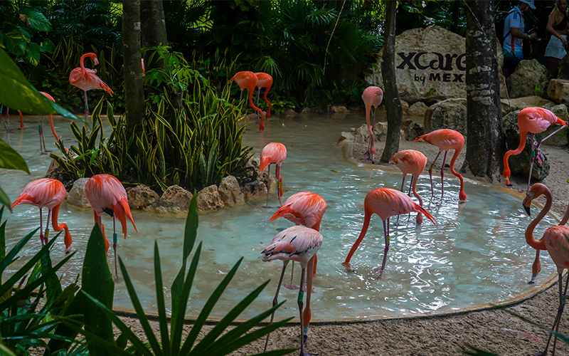 ¿Cuál es el mejor parque de Xcaret? Guía para elegir el ideal