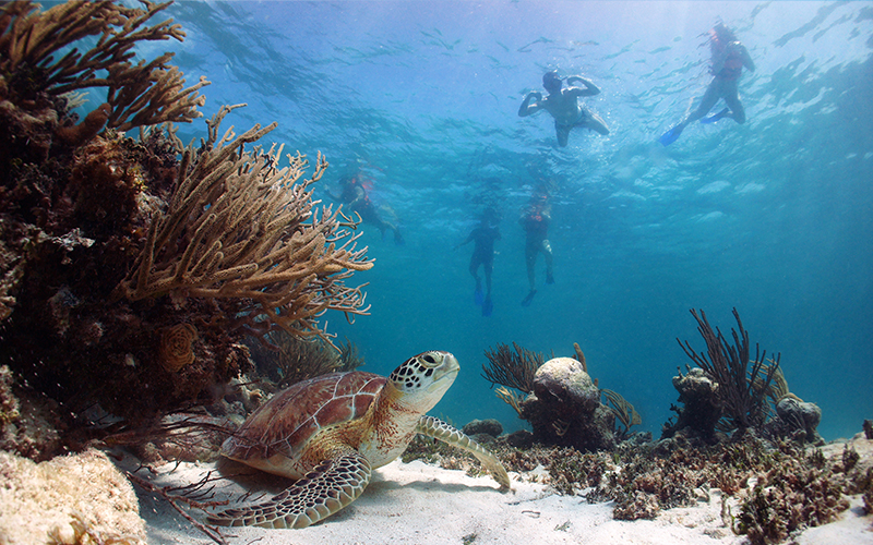 02 Akumal Tortugas