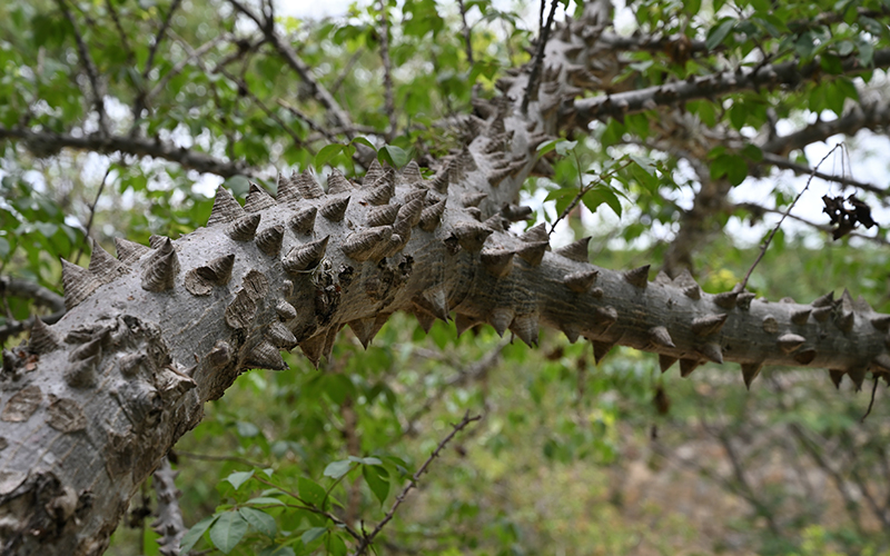 Ceiba or Ya'axche', sacred tree in Maya cosmology