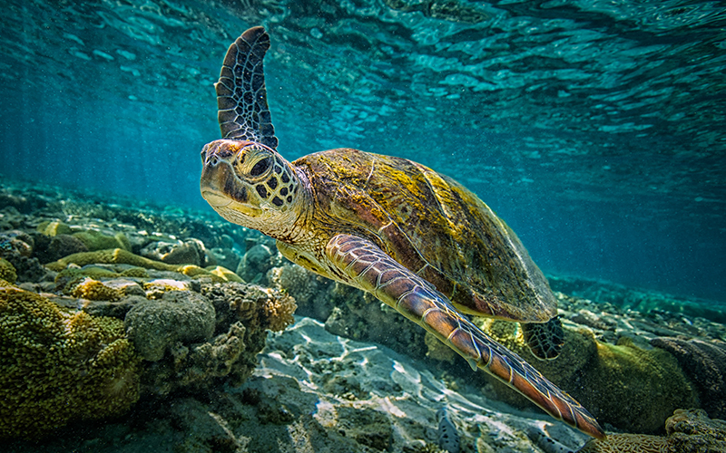 Sea turtle swimming in the waters of Sian Ka'an