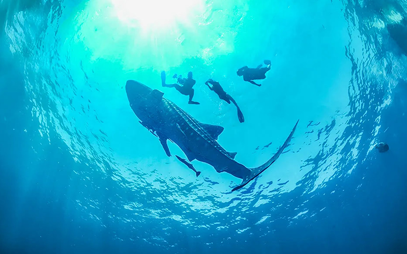 Tourist snorkeling next to a whale shark in crystal-clear waters near Cancun